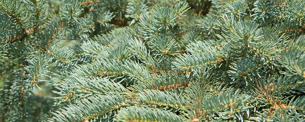 Servische spar - Picea omorika