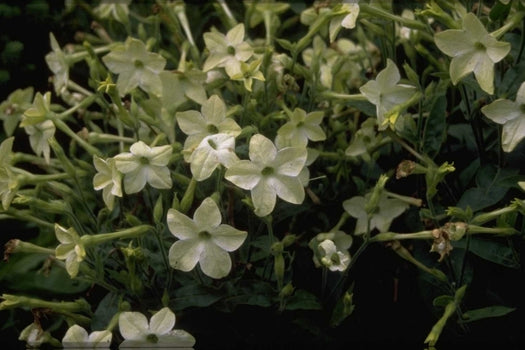 Siertabak 'Nicotiana'