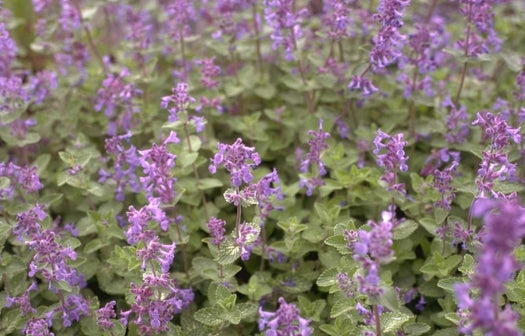 Top 100 tuinplanten die het meest bijdragen aan de natuur in Nederland