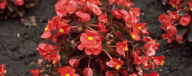 Scheefblad 'Begonia'