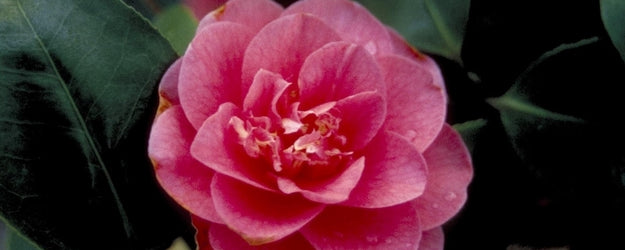 Borderplanten roze