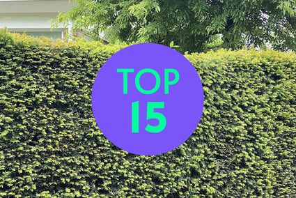 Populaire Haagplanten - Groene haag online bestellen
