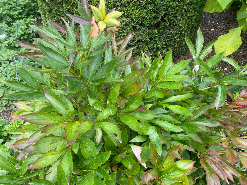 Pioenroos - Paeonia 'Bowl of Beauty'