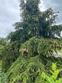 Sitkaspar - Picea sitchensis