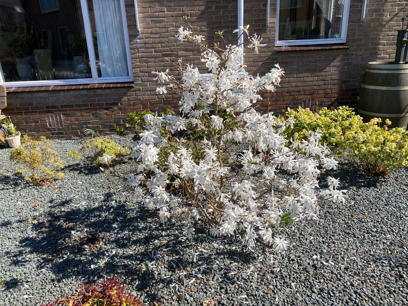 Stermagnolia (Wit) Struik vorm - Magnolia stellata