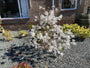 Stermagnolia (Wit) Struik vorm - Magnolia stellata