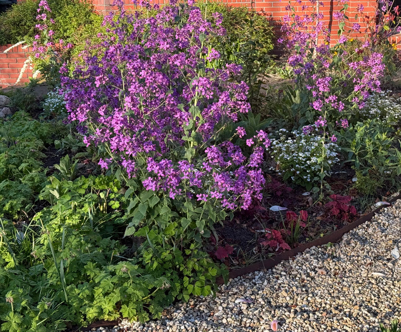 Damastbloem (paars/roze) - Hesperis matronalis TIP