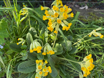 Biologisch Gulden Sleutelbloem - Primula veris