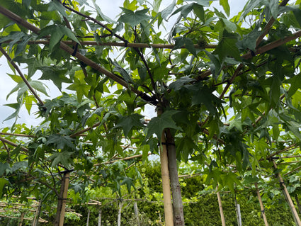 Dak amberboom - Liquidambar styraciflue dakboom