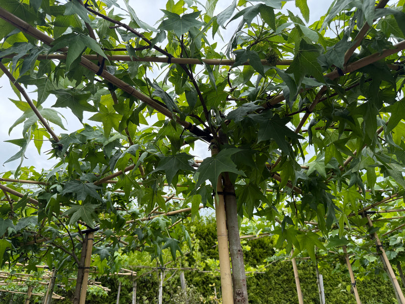 Dak amberboom - Liquidambar styraciflue dakboom