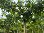 Dak amberboom - Liquidambar styraciflue dakboom