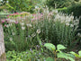 Aar ereprijs (Wit) - Veronica spicata 'Icicle'