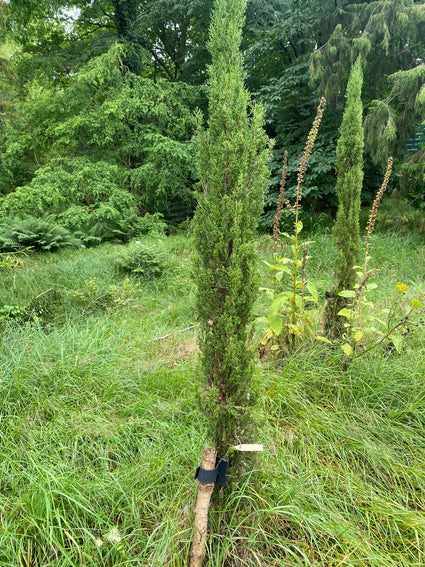 Italiaanse Cipres - Cupressus sempervirens 'Pyramidalis'