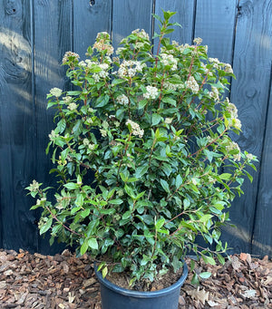 80-100 cm, C20