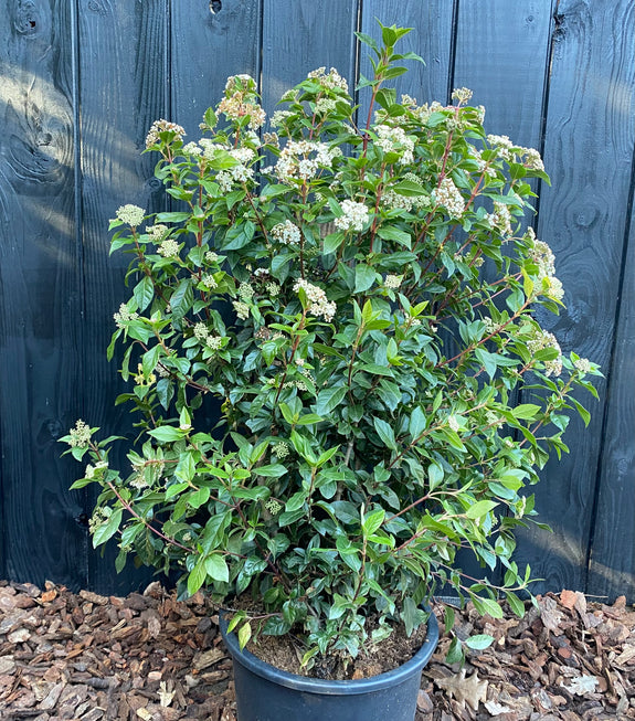 Wintergroene Sneeuwbal - Viburnum 'Tinus'