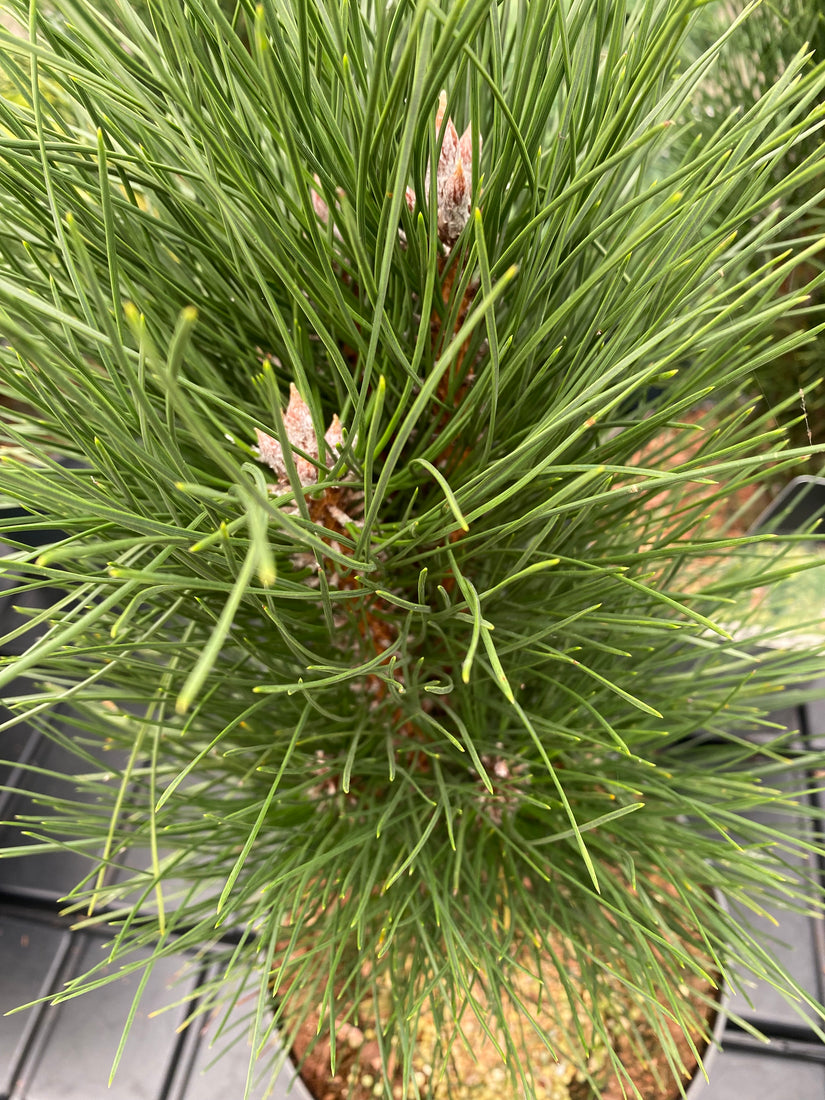 Zwarte den - Pinus nigra 'Green Tower'