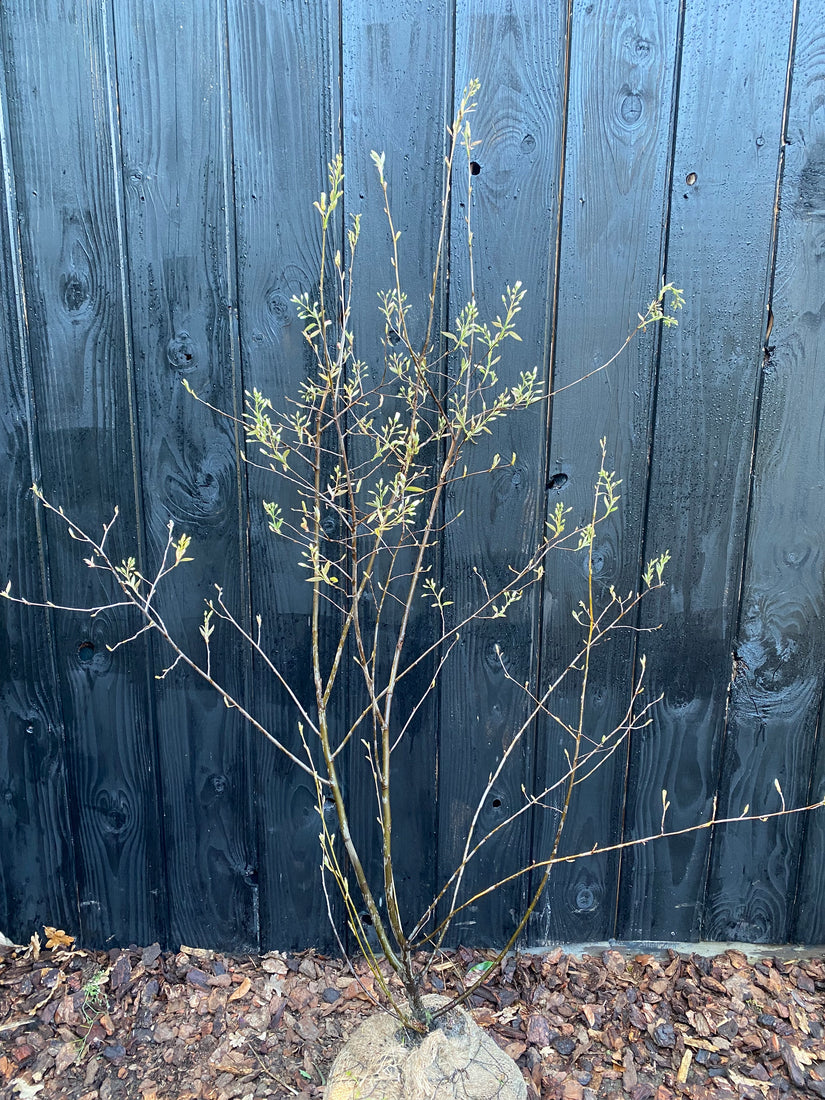 Biologische Meerstammige Krentenboompje - Amelanchier lamarckii