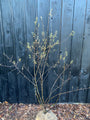 Biologische Meerstammige Krentenboompje - Amelanchier lamarckii