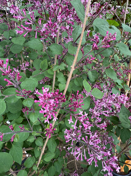 Sering op stam - Syringa v. 'Dark Purple'
