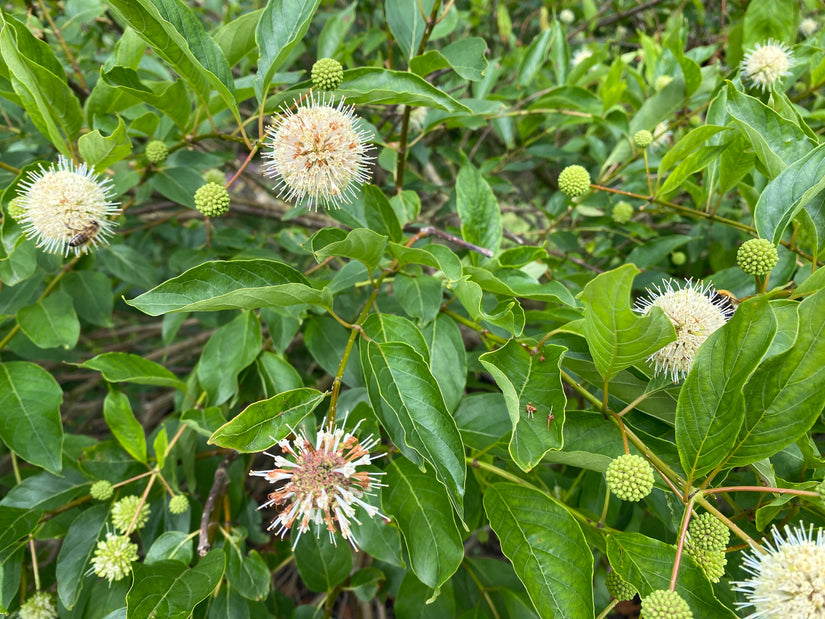 Kogelbloem - Cephalanthus occidentalis