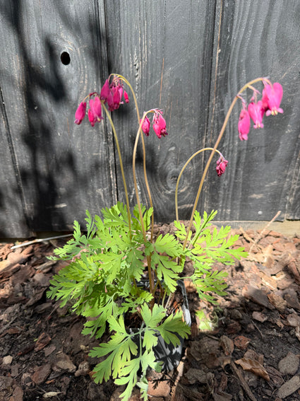Gebroken hartje - Dicentra formosa 'Bacchanal'
