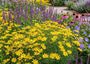 Meisjesogen - Coreopsis Verticillata 'Zagreb'