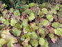 Purperklokje (Brons/Oranje) - Heuchera 'Caramel'