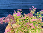 Japanse spirea (Geelgroen blad, Paarsroze bloemen) - Spiraea japonica 'Firelight' TIP