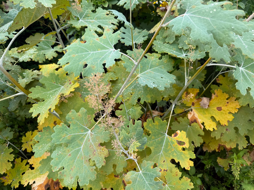 Pluimpapaver - Macleaya Cordata