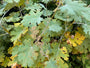 Pluimpapaver - Macleaya Cordata