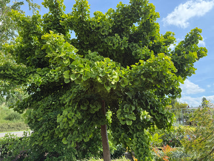 Japanse notenboom - Ginkgo biloba hoogstam