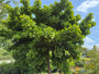 Japanse notenboom - Ginkgo biloba hoogstam