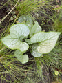 Kaukasische vergeet mij niet - Brunnera macrophylla 'Silver Heart'