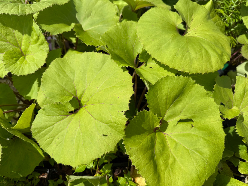 Japans hoefblad - Petasites japonicus