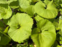 Japans hoefblad - Petasites japonicus