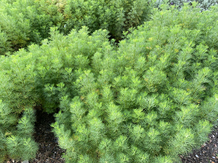 Citroenkruid - Artemisia abrotanum