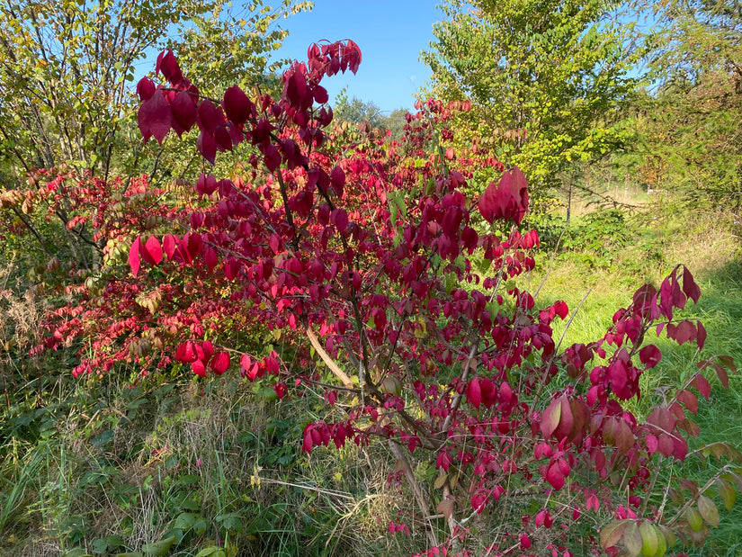 Gevleugelde Kardinaalsmuts - Euonymus alatus