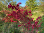 Gevleugelde Kardinaalsmuts - Euonymus alatus