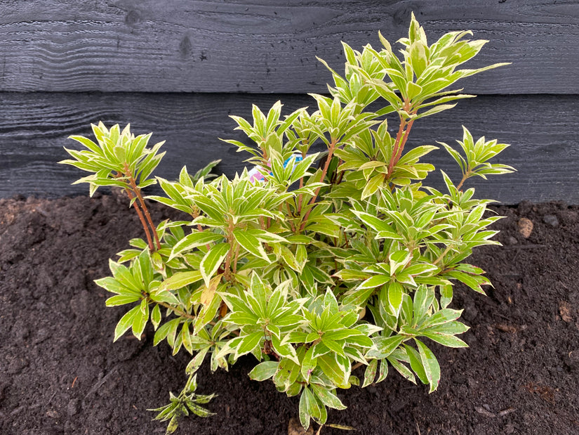 Rotsheide - Pieris 'Flaming Silver'