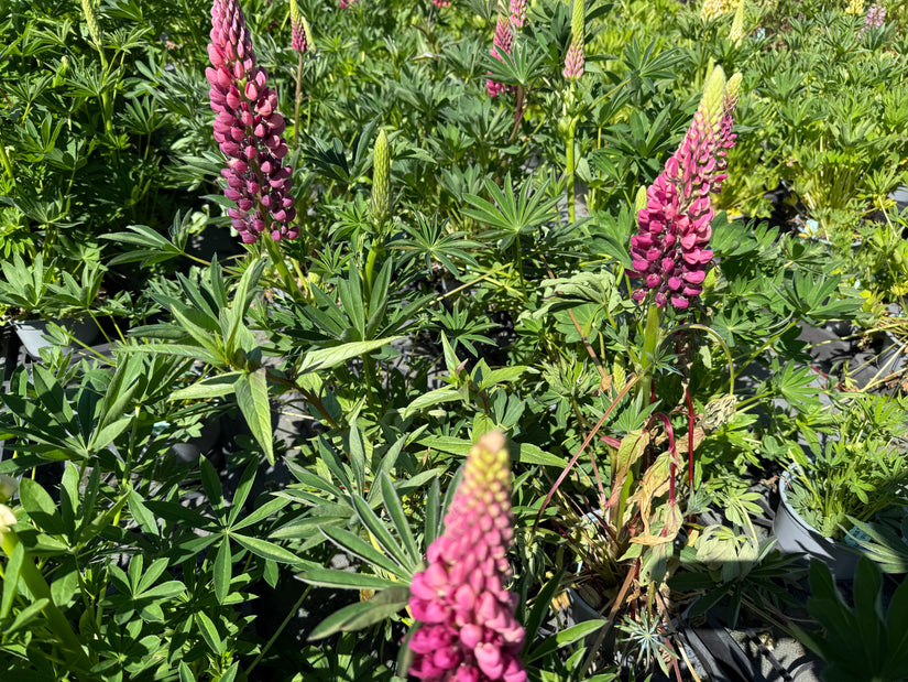 Lupine - Lupinus 'Gallery Pink'