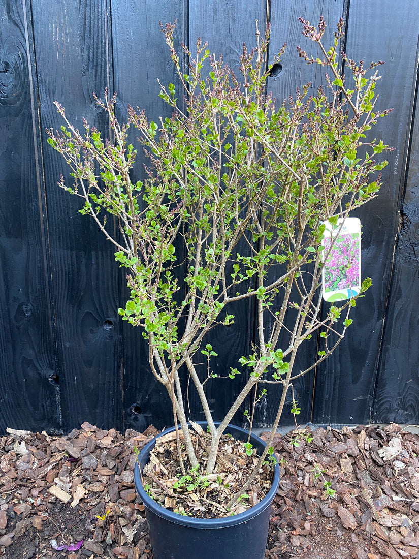 Sering - Syringa meyeri 'Palibin' (Dwergsering)