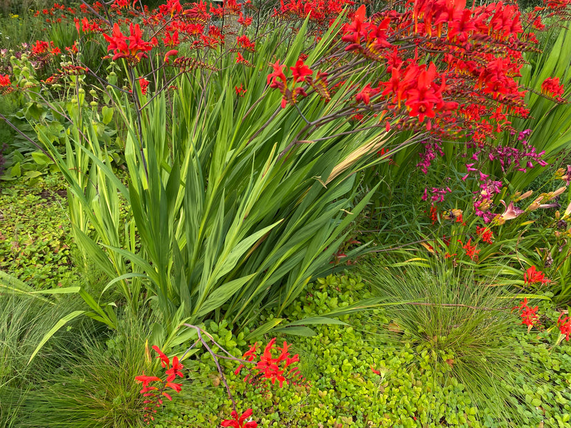 Biologisch Montbretia - Crocosmia 'Lucifer' TIP