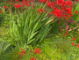 Biologisch Montbretia - Crocosmia 'Lucifer' TIP