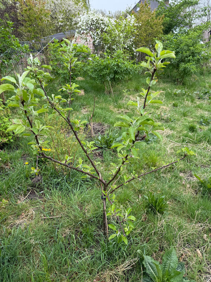 Biologisch Appelboom - Malus domestica 'Jonagold' Compact, halfstam