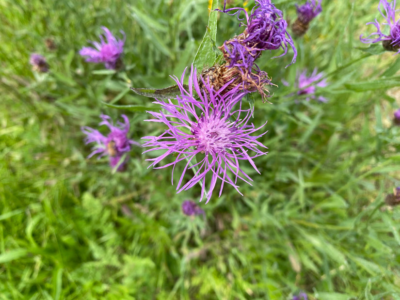 Knoopkruid - Centaurea jacea