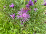 Knoopkruid - Centaurea jacea