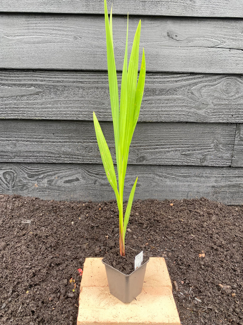 Crocosmia in p9 pot