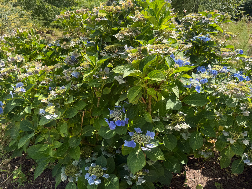 Hortensia - Hydrangea Macrophylla 'Blaumeise'