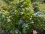 Hortensia - Hydrangea Macrophylla 'Blaumeise'