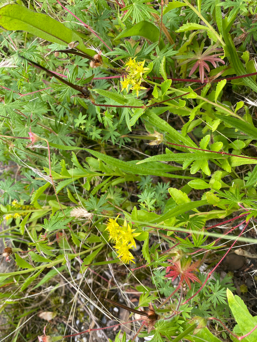 Gele morgenster - Tragopogon pratensis subsp. pratensis